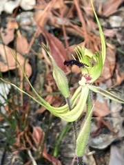 Caladenia attingens