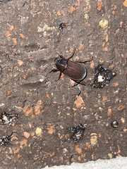 Apogonia expeditionis