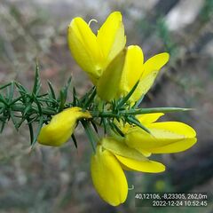Ulex jussiaei