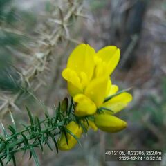 Ulex jussiaei
