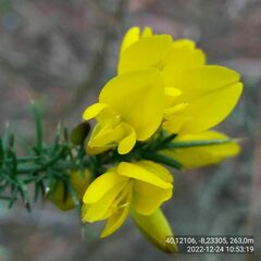 Ulex jussiaei