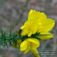 Ulex jussiaei