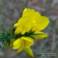 Ulex jussiaei