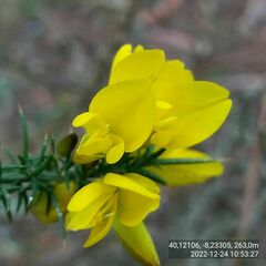 Ulex jussiaei