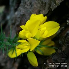 Ulex jussiaei