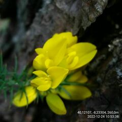 Ulex jussiaei