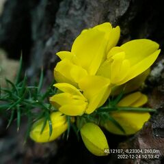Ulex jussiaei