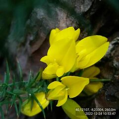 Ulex jussiaei