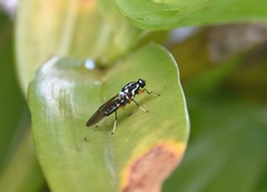 Raphiocera