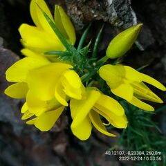 Ulex jussiaei