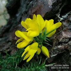 Ulex jussiaei