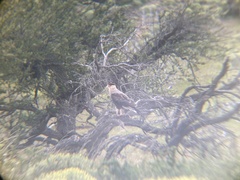 Caracara plancus plancus