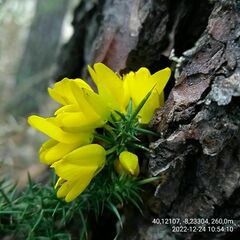 Ulex jussiaei