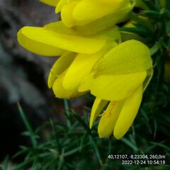 Ulex jussiaei