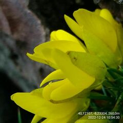 Ulex jussiaei