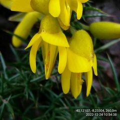 Ulex jussiaei