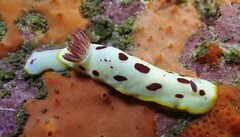 Goniobranchus splendidus