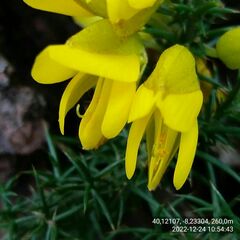 Ulex jussiaei
