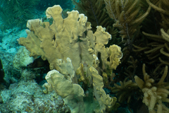 Millepora complanata