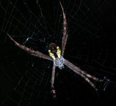 Argiope perforata