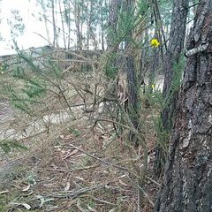 Ulex jussiaei