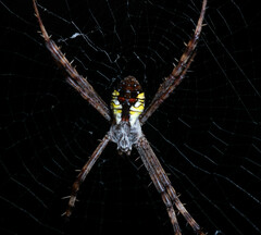 Argiope perforata