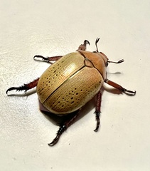 Anoplognathus olivieri