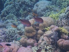 Chromis