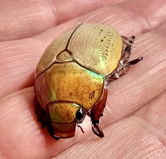 Anoplognathus olivieri