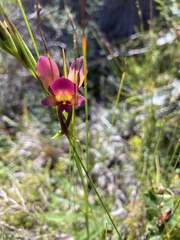 Diuris longifolia