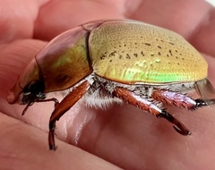 Anoplognathus olivieri