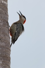 Melanerpes superciliaris