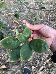 Lithocarpus taitoensis