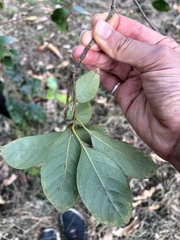 Lithocarpus taitoensis
