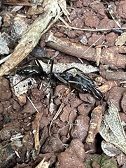 Odontomachus haematodus