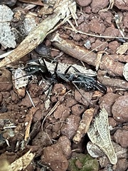 Odontomachus haematodus