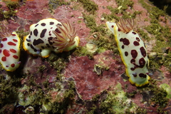 Goniobranchus splendidus