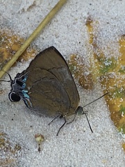 Remelana jangala travana