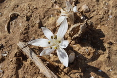 Colchicum tuviae