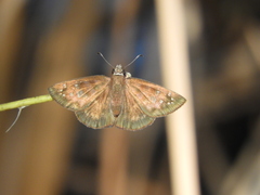 Ephyriades brunnea