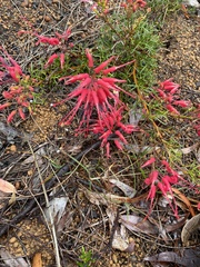 Grevillea wilsonii