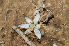 Colchicum tuviae