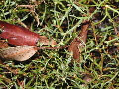 Genista tridentata