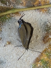 Remelana jangala travana