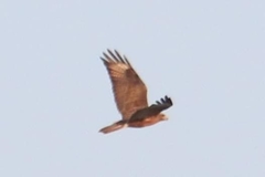 Buteo japonicus