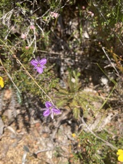 Thysanotus patersonii
