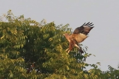 Buteo japonicus