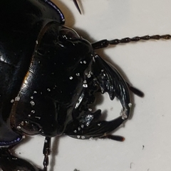 Pasimachus sublaevis