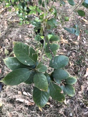 Lithocarpus taitoensis