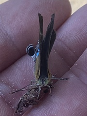 Remelana jangala travana